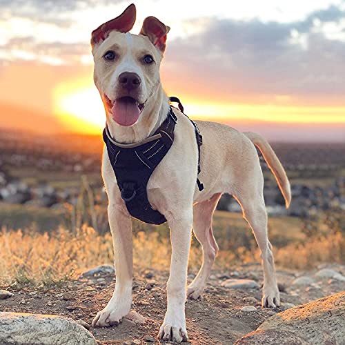 Arnes Perro Grande Mediano Pequeño Arnés Pecho Antitirones Perros Coche con Lineas Reflecantes Cómodo Transpirable Chaleco Acolchado Ajustable para Adiesreamiento Correr Negro Tamaño Grande - Creapet Studio