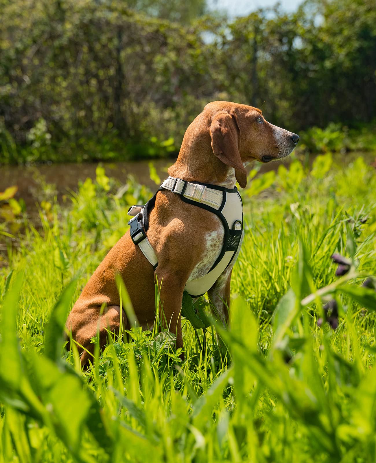 Arnés de Seguridad para Perros lionto – Reflectante, Antitirones y Ajustable, Talla S, Beige - Creapet Studio