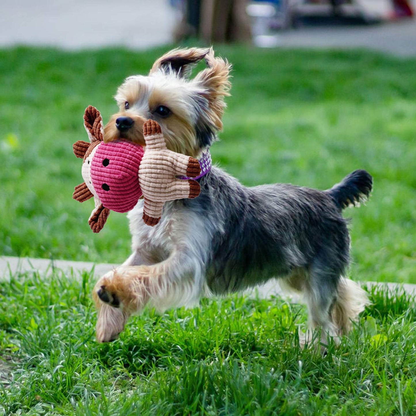 Juguetes masticable para Perros con pack de 7