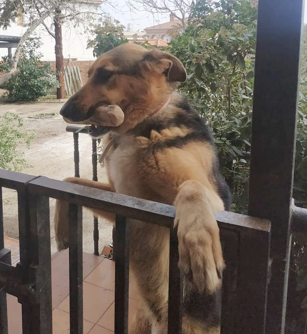 Mordedor natural de madera de olivo para perros grandes – Pack de 2