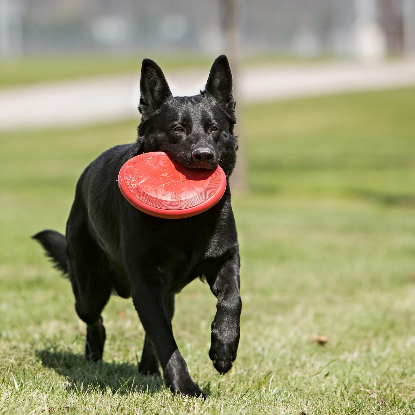 Disco Volador para perro - Juguete Duradero para Perros para Jugar al Aire Libre - Disco Volador de Caucho Natural - para Perros Medianos y Grandes - Creapet Studio