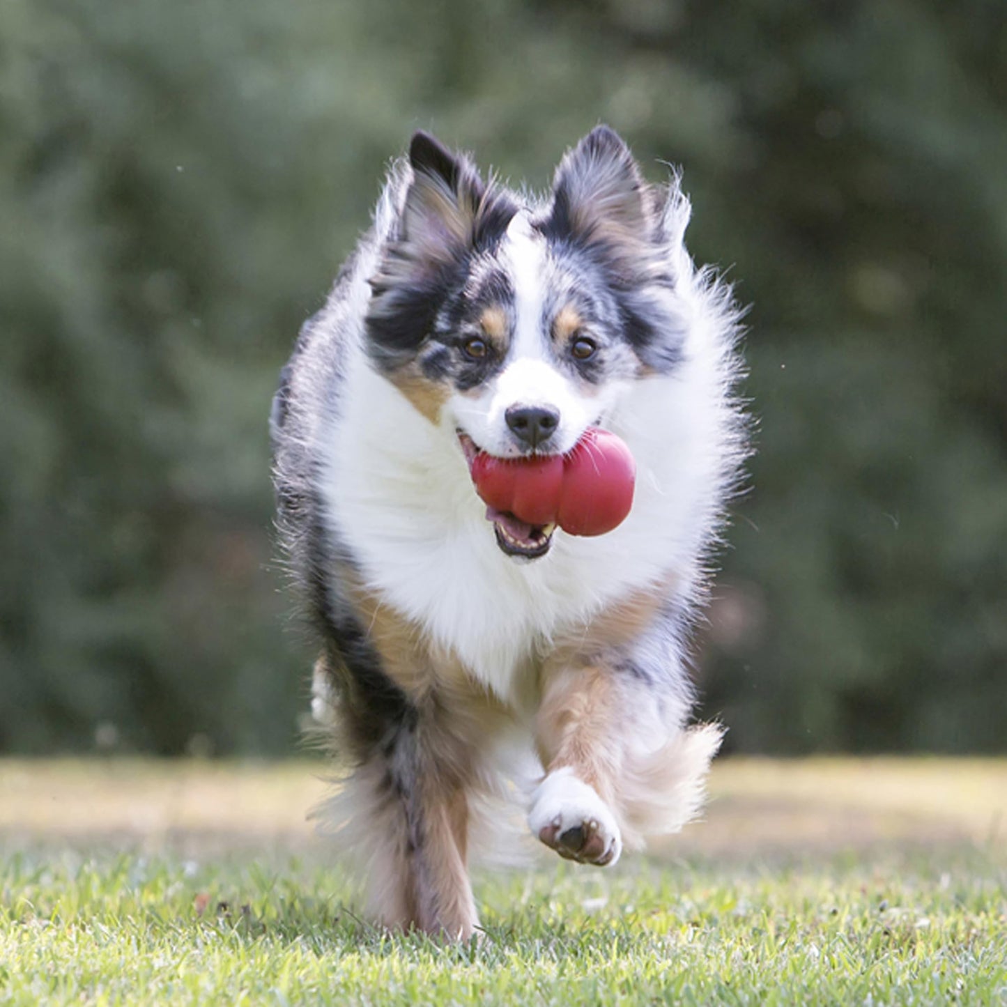 Juguete para Perros rellenable para Jugar y Masticar / Creapet