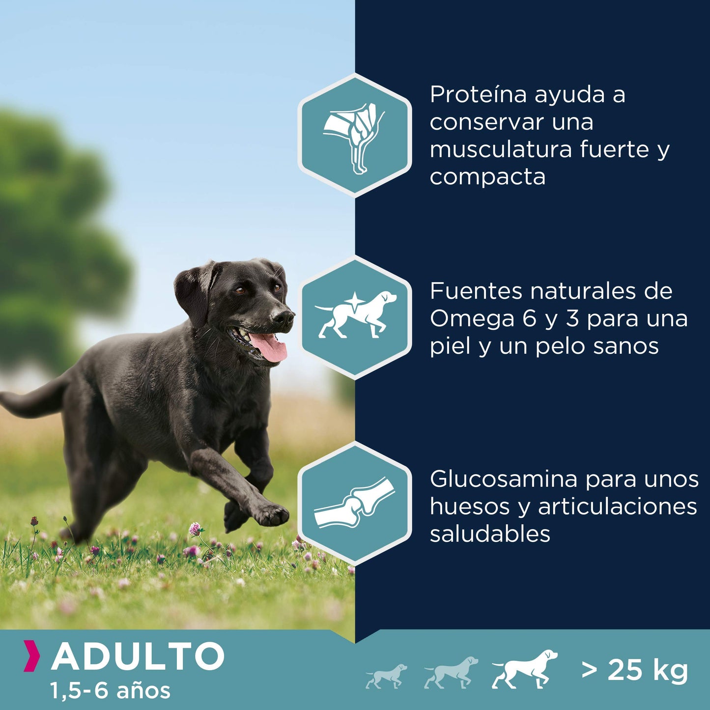 Pienso Eukanuba Alimento seco para perros adultos de razas grandes con pollo 15 kg - Creapet Studio