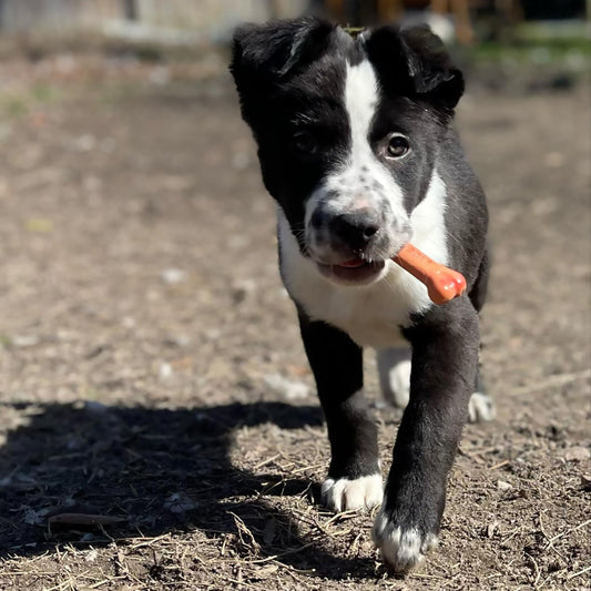 Comida Dura Chew de Bacon para Perro