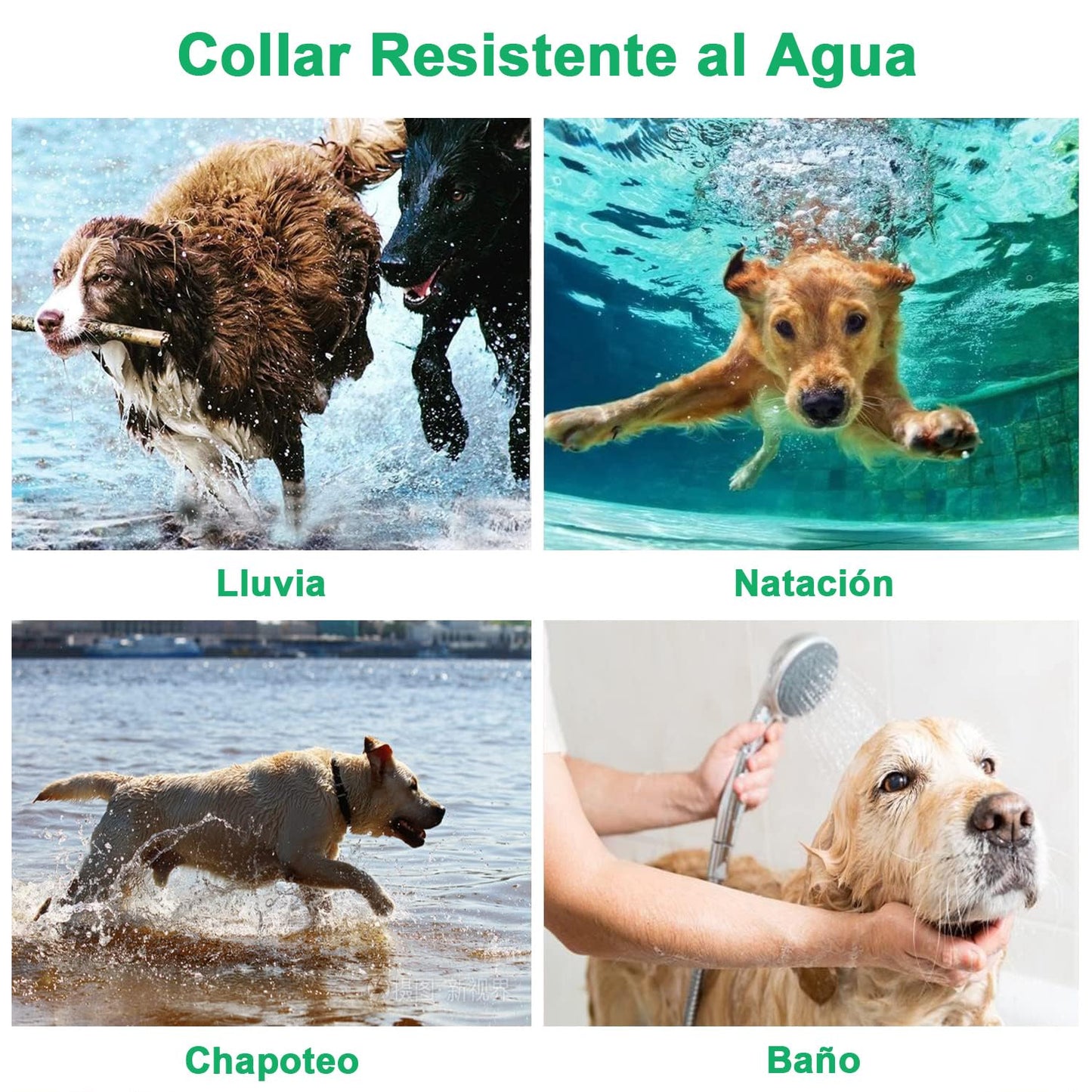 Collar de Adiestramiento para Perros, Collar Electrico Perro Recargable y Impermeable con un Alcance de 1000 Metros, para Perros Pequeños, Medianos y Grandes - Creapet Studio