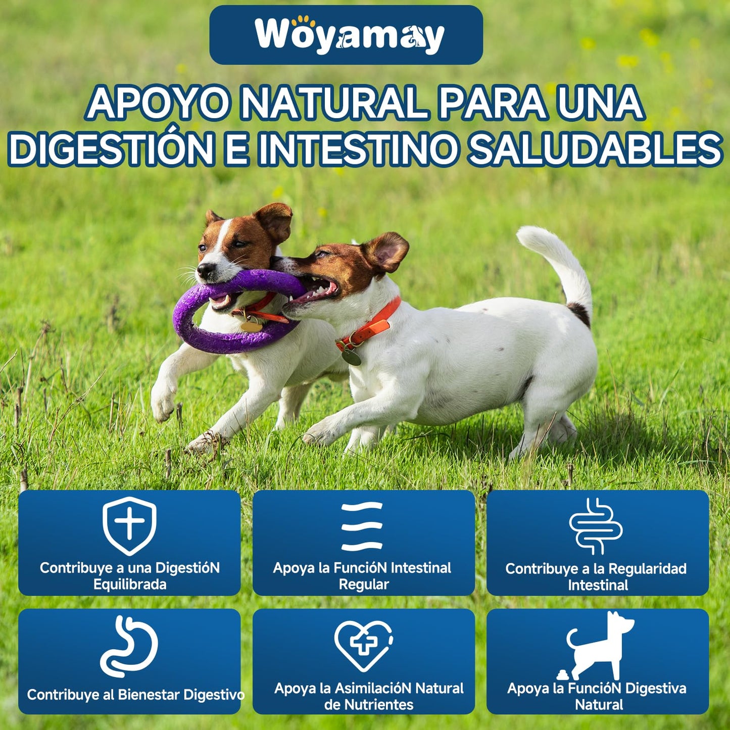 Probioticos digestivo suave para Perros masticar