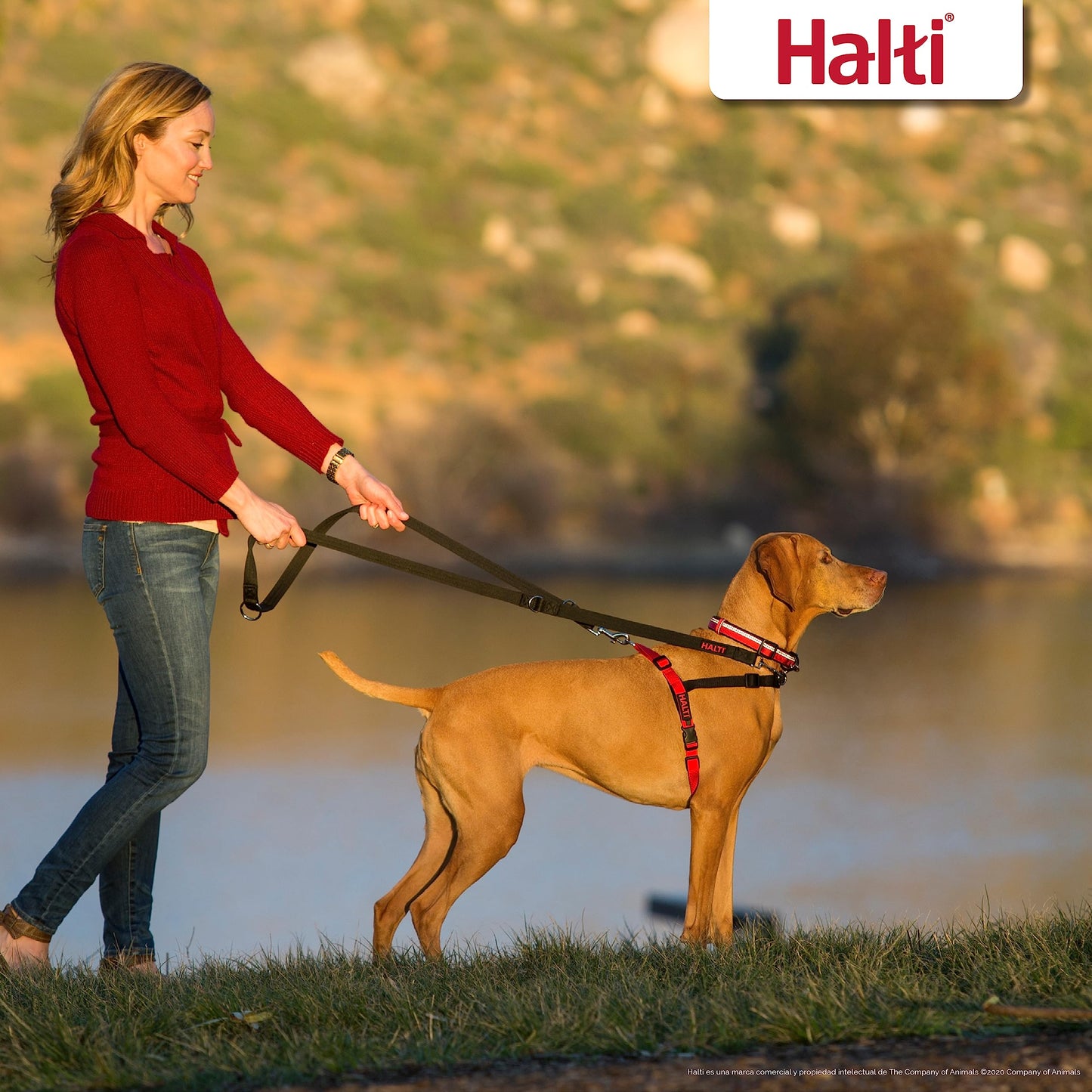 Arnés de control frontal - Para evitar que tu perro tire de la correa, Ajustable, Ligero y Fácil de Usar. Adiestramiento canino antitirones Arnés para perros medianos (Talla M) - Creapet Studio