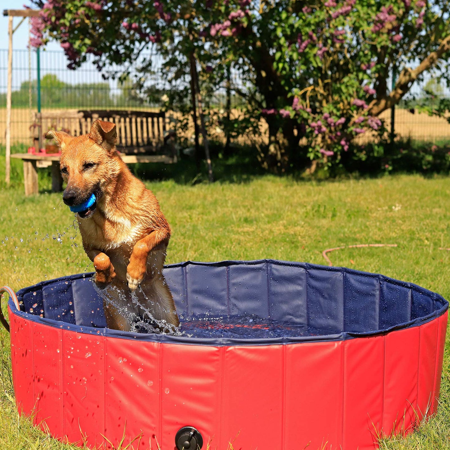 Piscina Plegable de PVC para Perros, Bañera para Perros Piscina para Mascotas Bañera Plegable para Perros, (M) 120 cm Ø Altura 30 cm Azul/Rojo - Creapet Studio