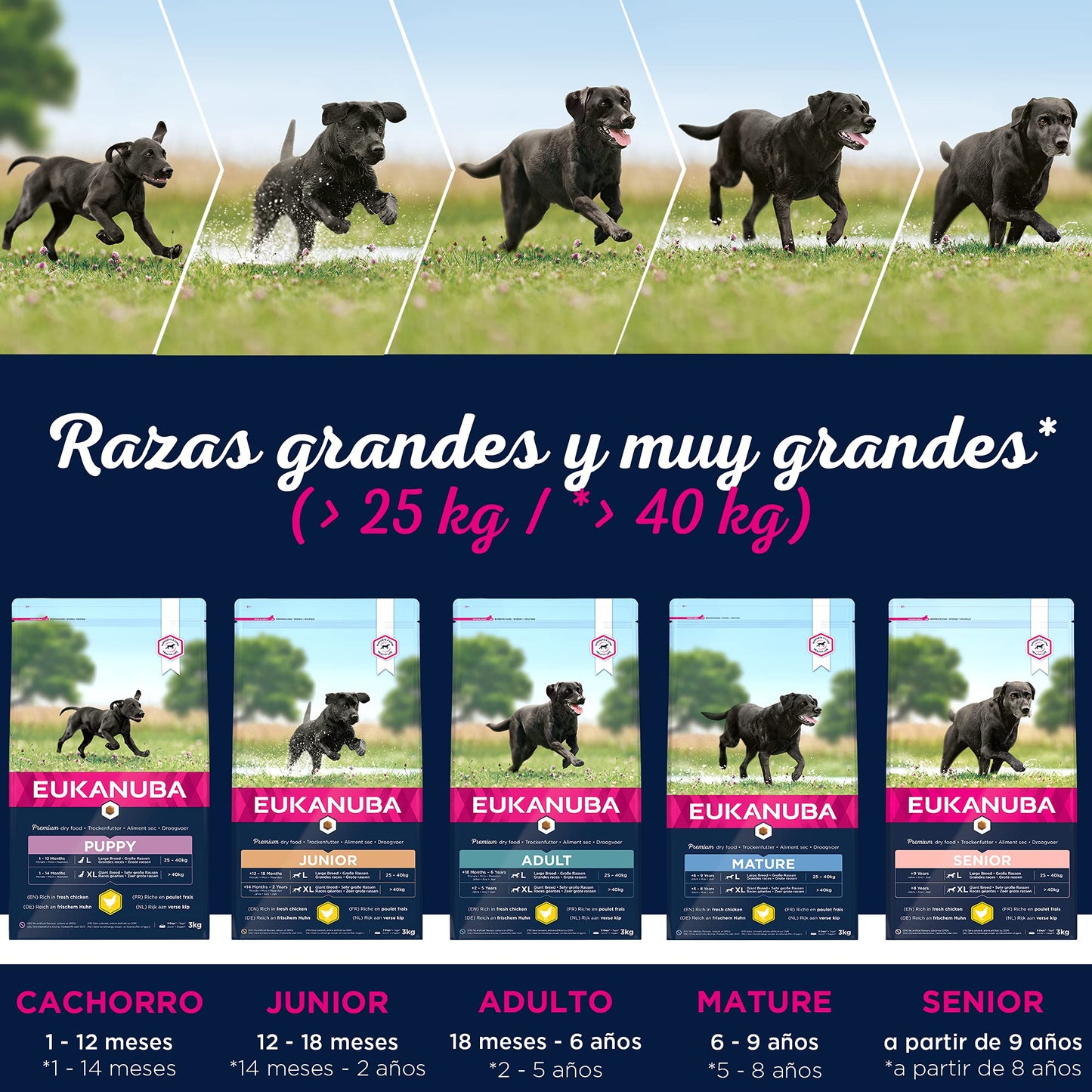 Pienso Eukanuba Alimento seco para perros adultos de razas grandes con pollo 15 kg - Creapet Studio