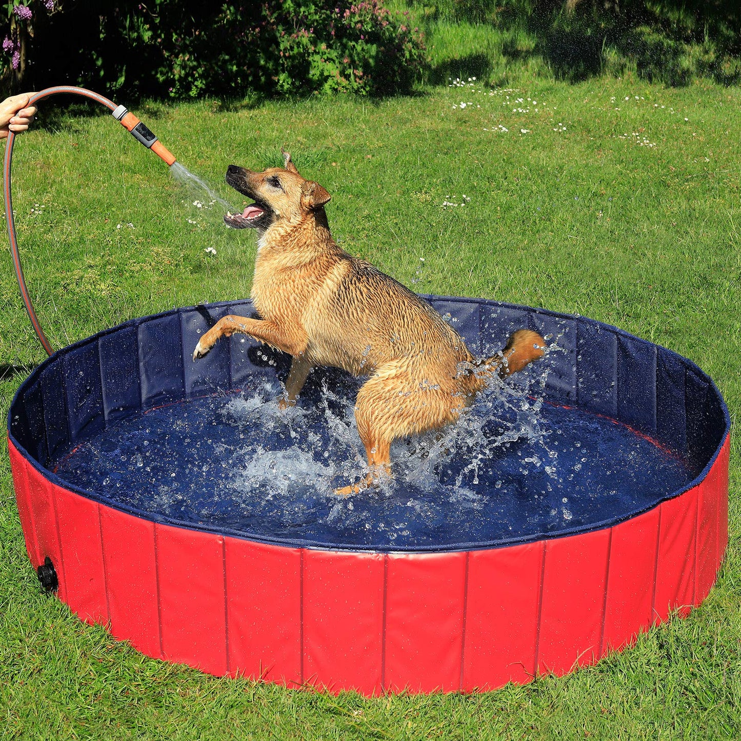 Piscina Plegable de PVC para Perros, Bañera para Perros Piscina para Mascotas Bañera Plegable para Perros, (M) 120 cm Ø Altura 30 cm Azul/Rojo - Creapet Studio