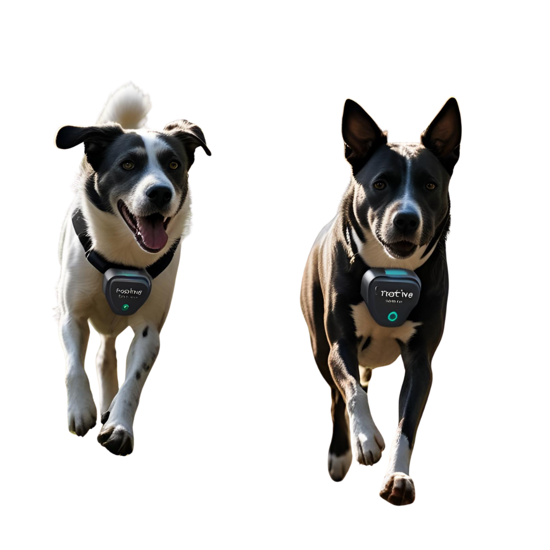 El rastreador Tractive con GPS para Perros más vendido 2025 - Creapet Studio