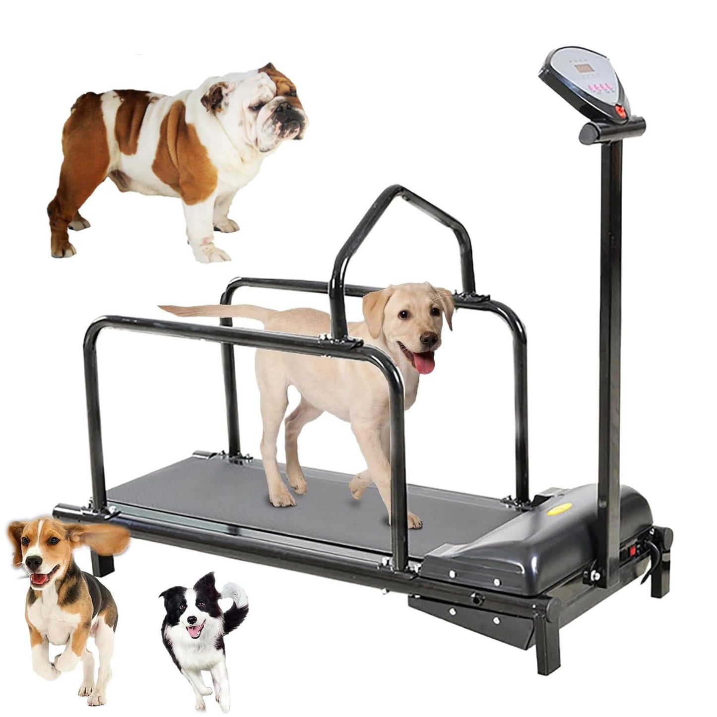 Cinta de Correr para Perros | Ejercicio y Entrenamiento en Casa