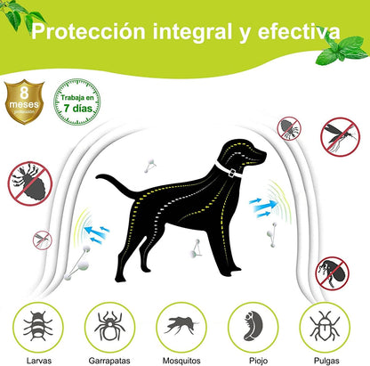 Collar contra Pulgas y Garrapatas para Perros y Gatos Control Antipulgas 8 Meses de Protección Collar Antipulgas para Perros de 63,5 cm - Creapet Studio