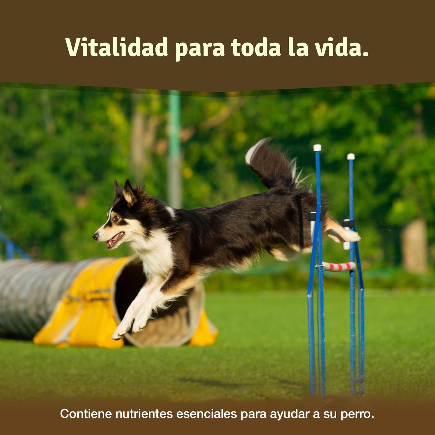 Comprimidos condroprotector Perros para articulaciones