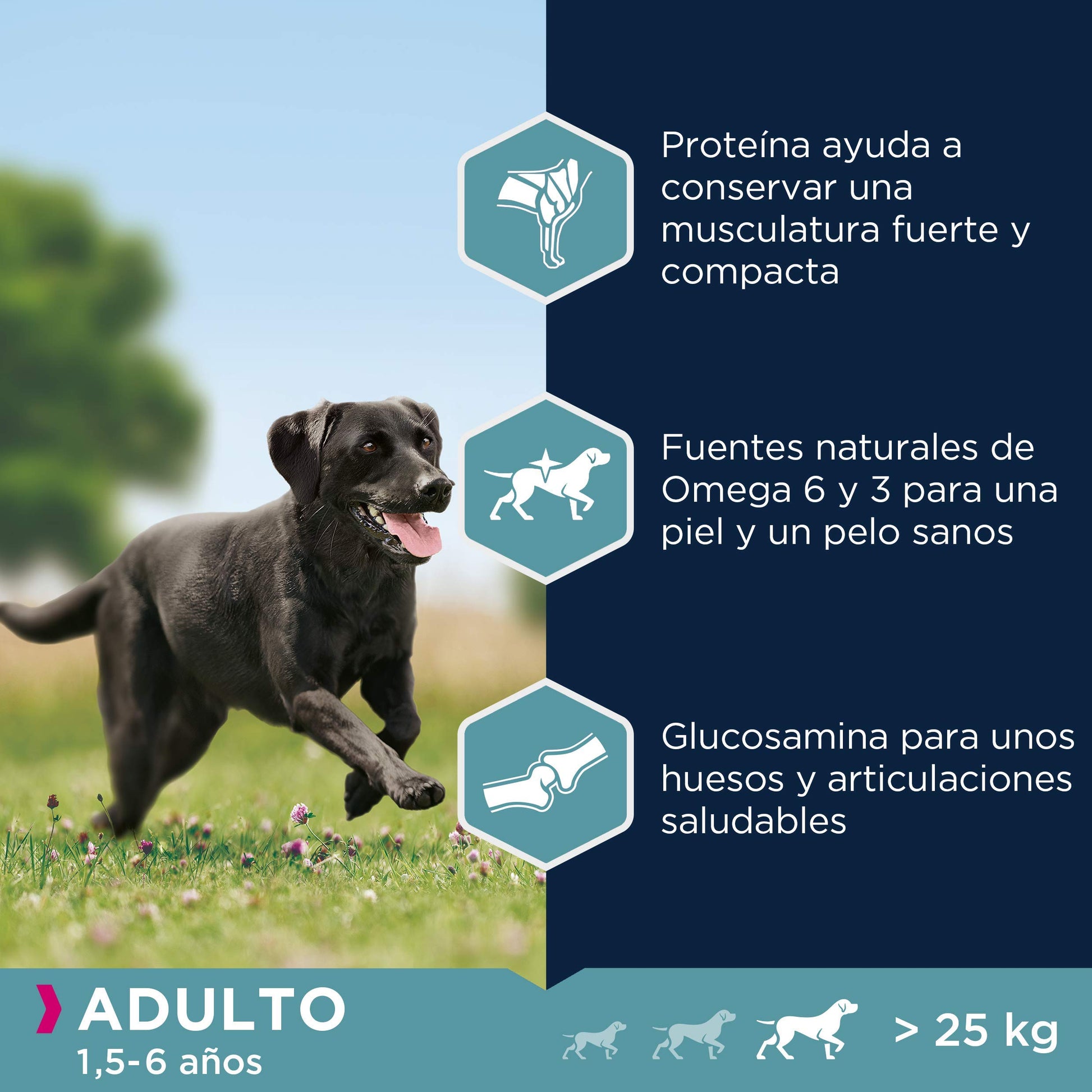 Pienso Eukanuba Alimento seco para perros adultos de razas grandes con pollo 15 kg - Creapet Studio