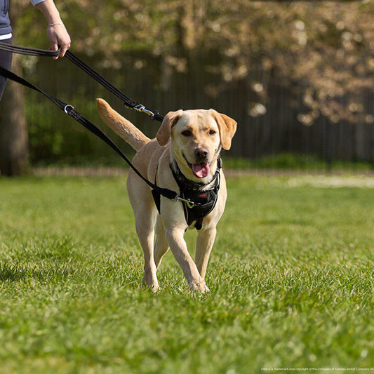 Correa de adiestramiento - Correa multifunción con doble enganche, ideal para antitirones Entrenamiento canino. Cómoda de sostener. Apta para perros medianos y grandes (Talla L, Negro) - Creapet Studio