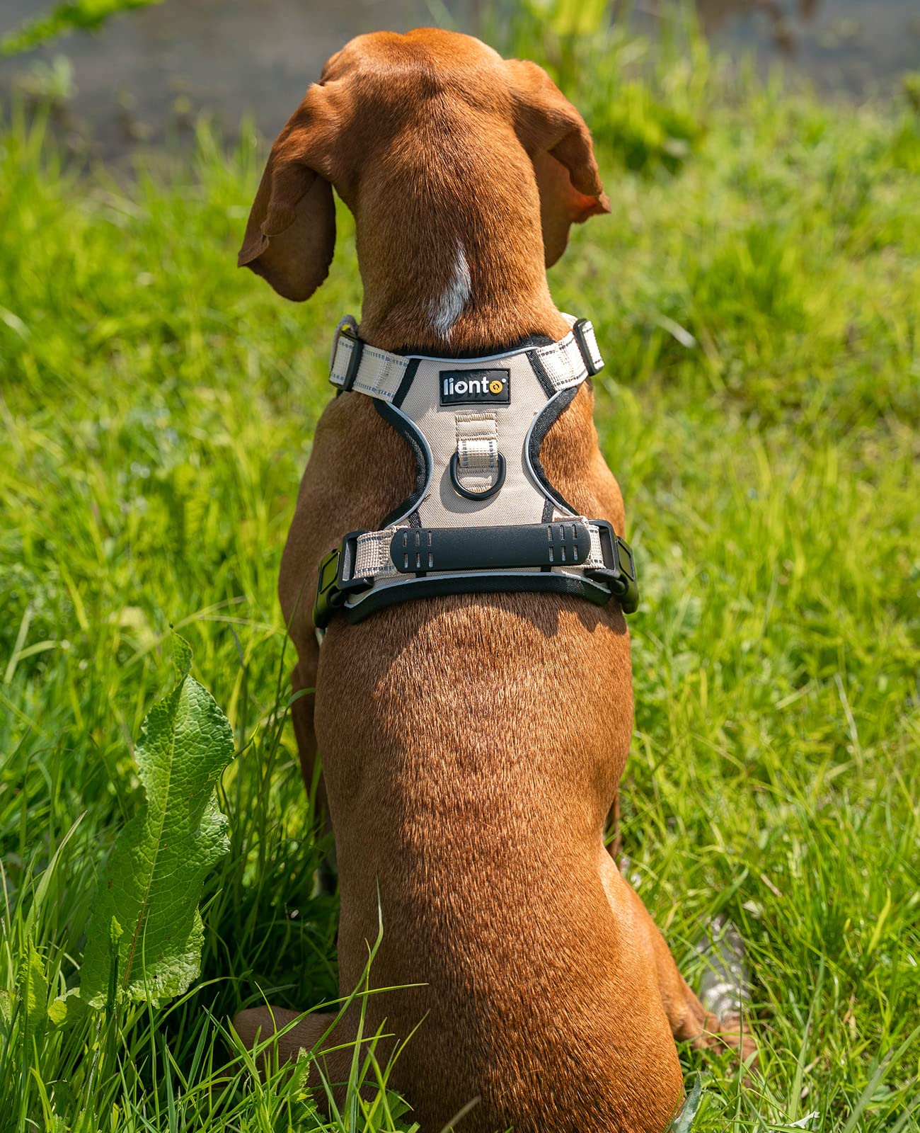 Arnés de Seguridad para Perros lionto – Reflectante, Antitirones y Ajustable, Talla S, Beige - Creapet Studio