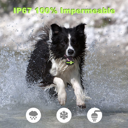El mejor Collar de Adiestramiento para Perros - Creapet Studio