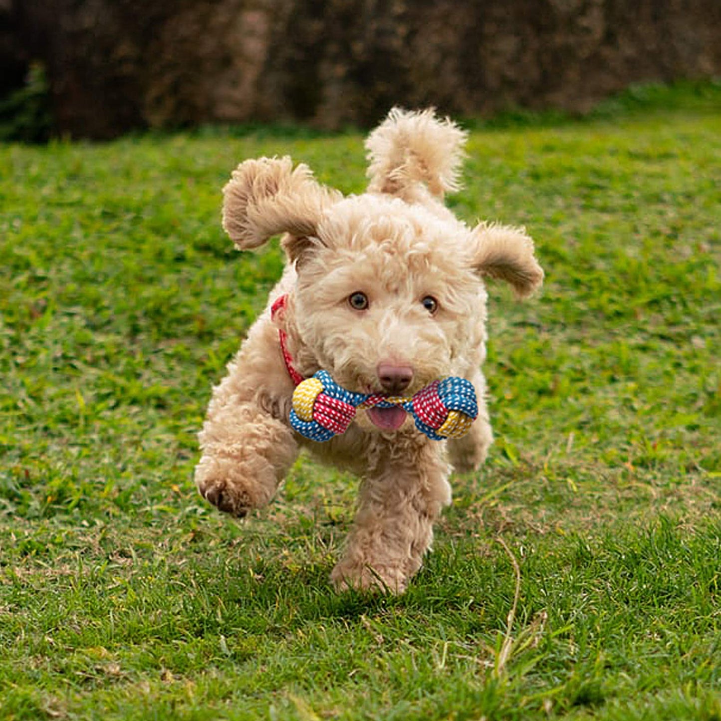Juguetes masticable para Perros con pack de 7