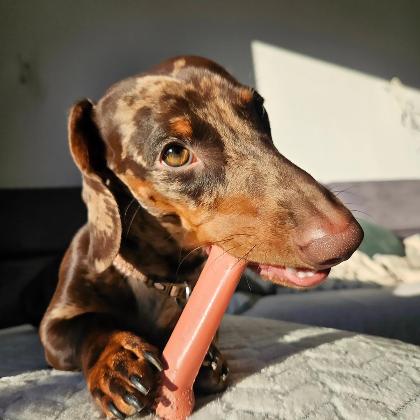 Comida Dura Chew de Bacon para Perro