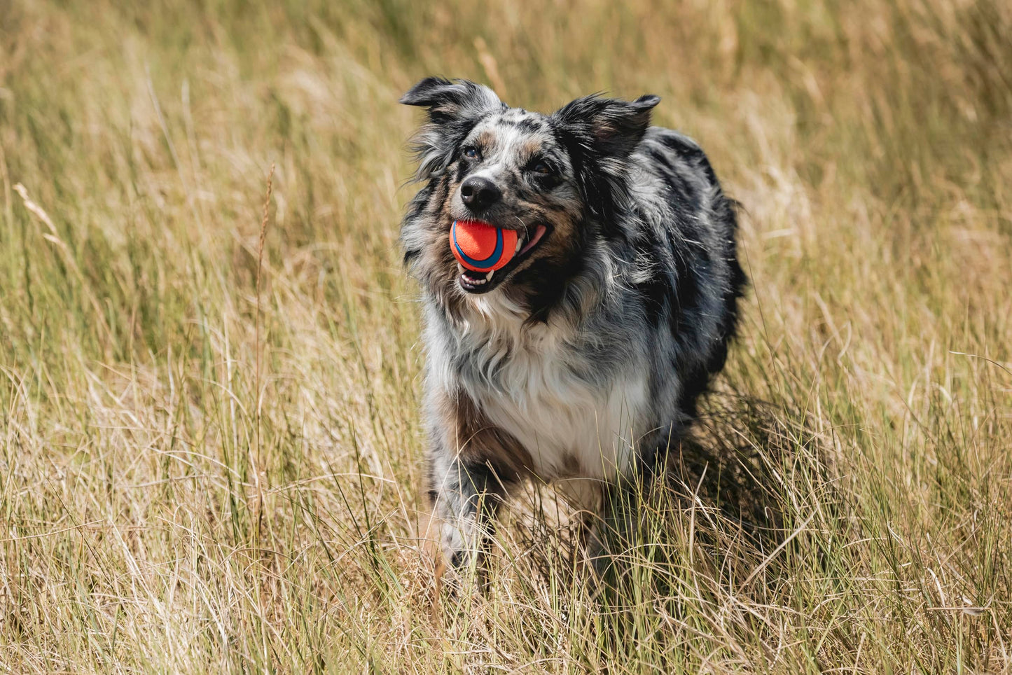 Chuckit Ultra Ball Medium - 2 Pelotas para Perros - Creapet Studio