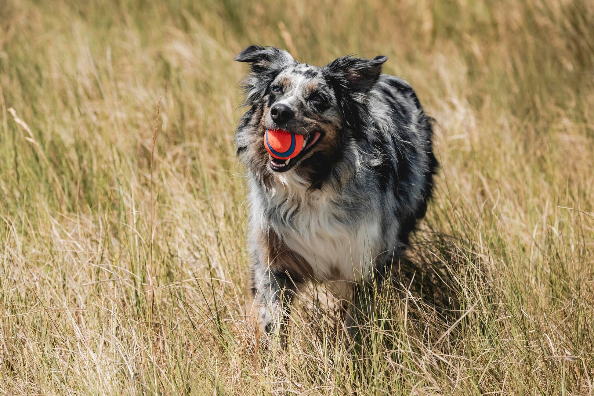 Chuckit Ultra Ball Medium - 2 Pelotas para Perros - Creapet Studio
